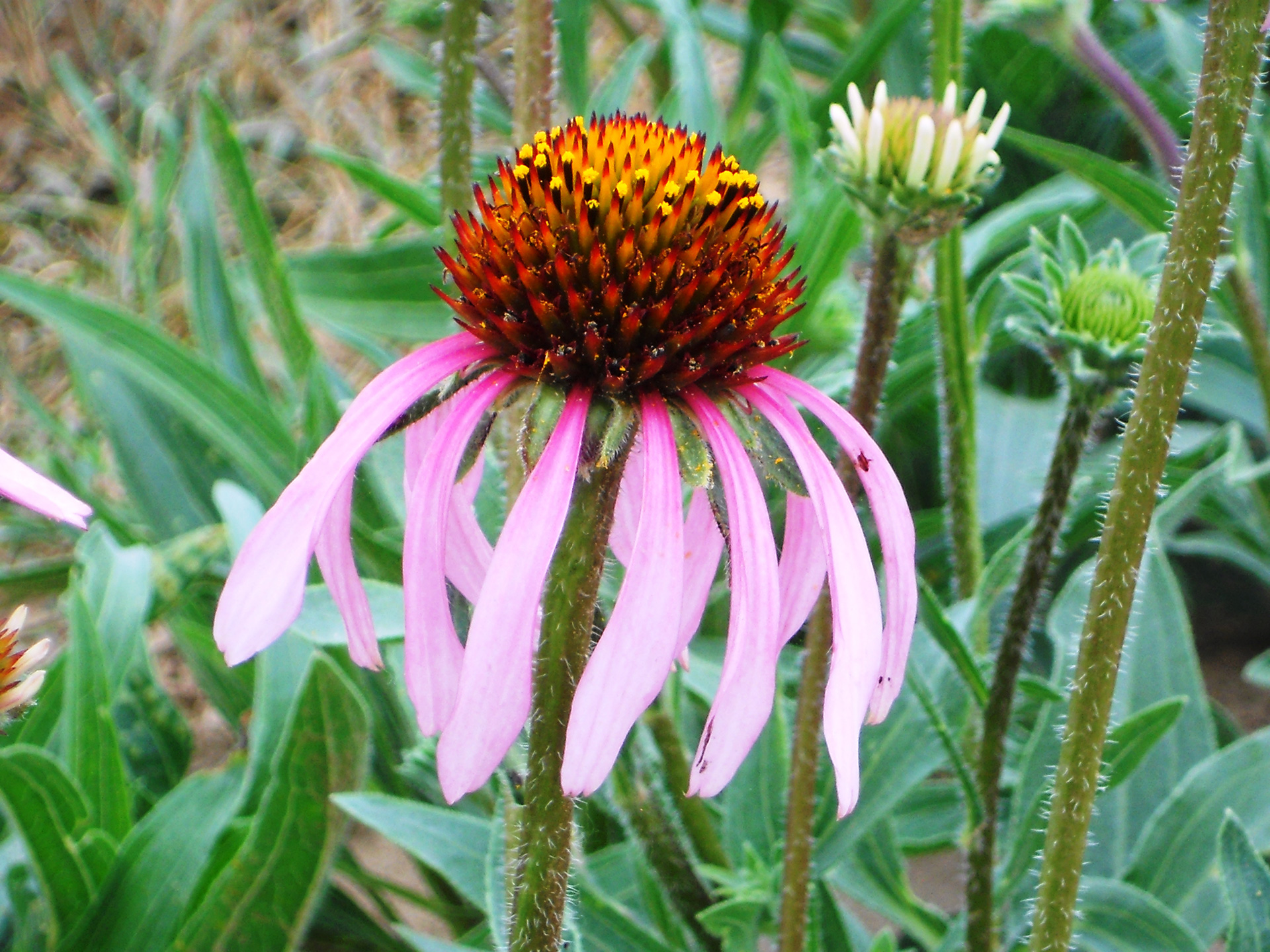 Echinacea angustifolia di qualità superiore