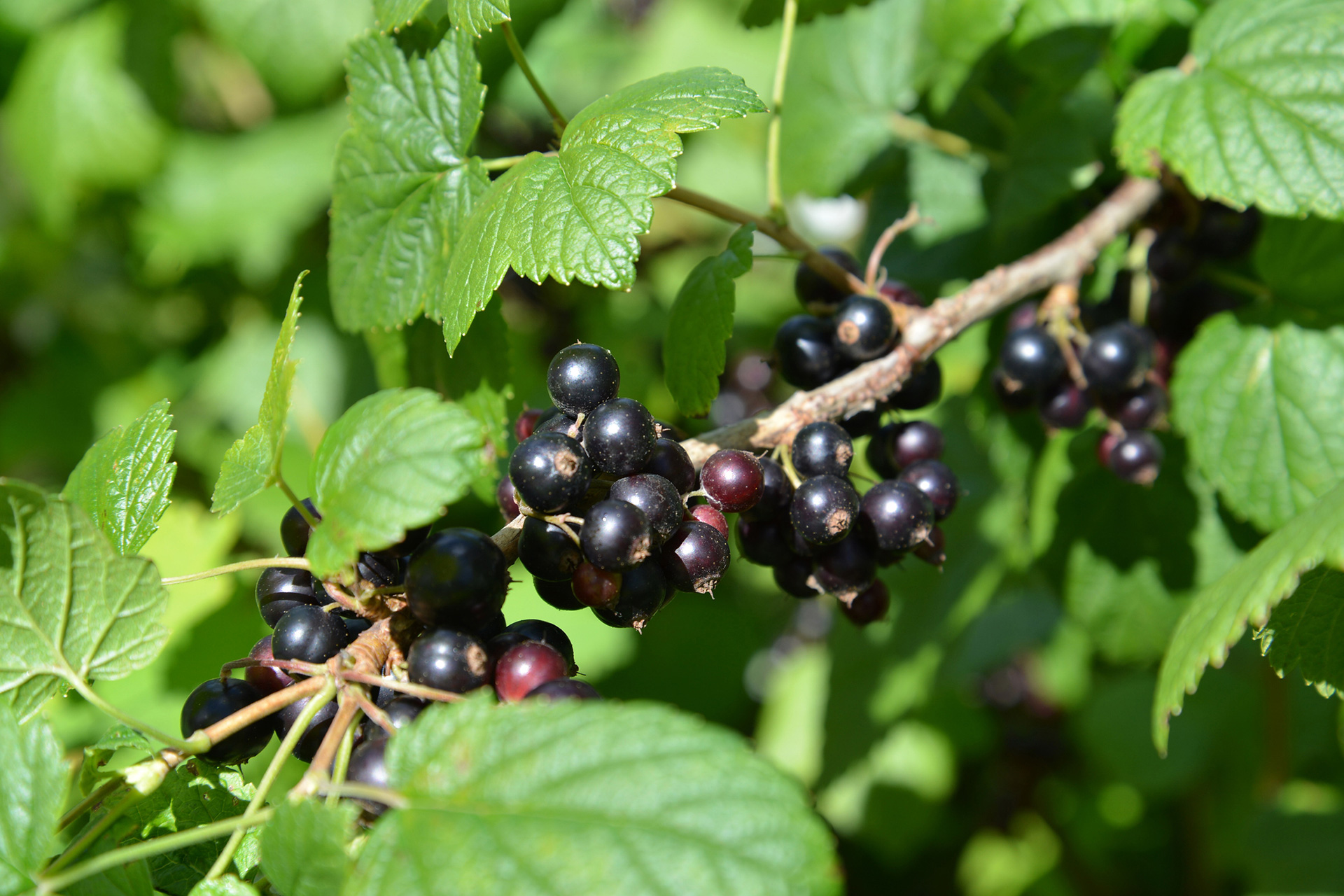 ribes nero