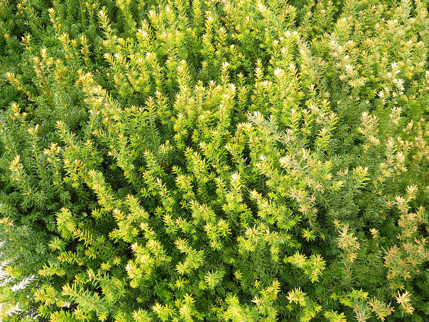 Taxus baccata di qualità superiore