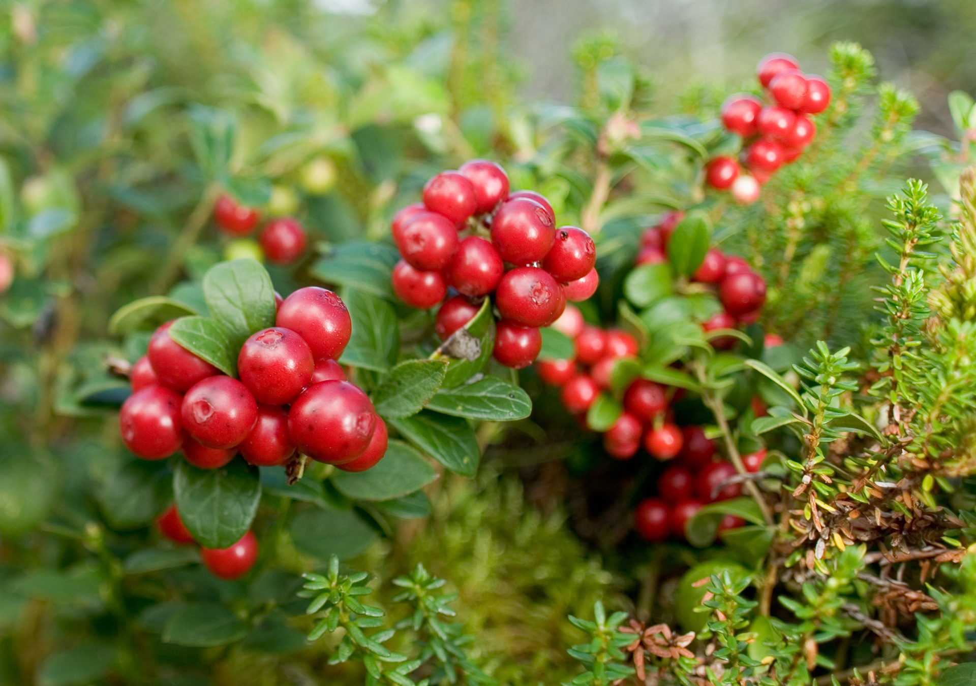 lingonberry